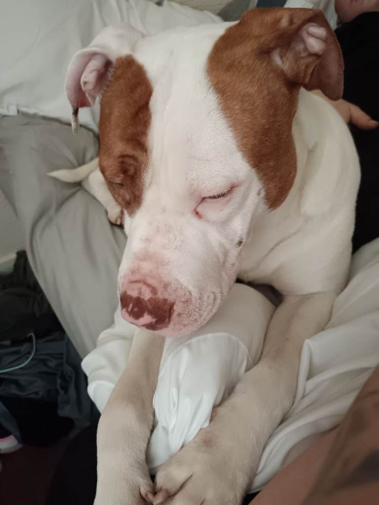 English massiff needs new home 