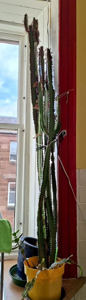 *FREE* Very large Euphorbia "cactus" (African Milk Tree), in 2 pots