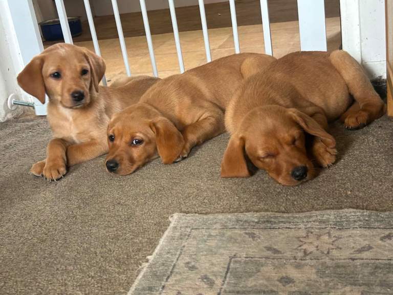 Ready now! KC reg fox red labs