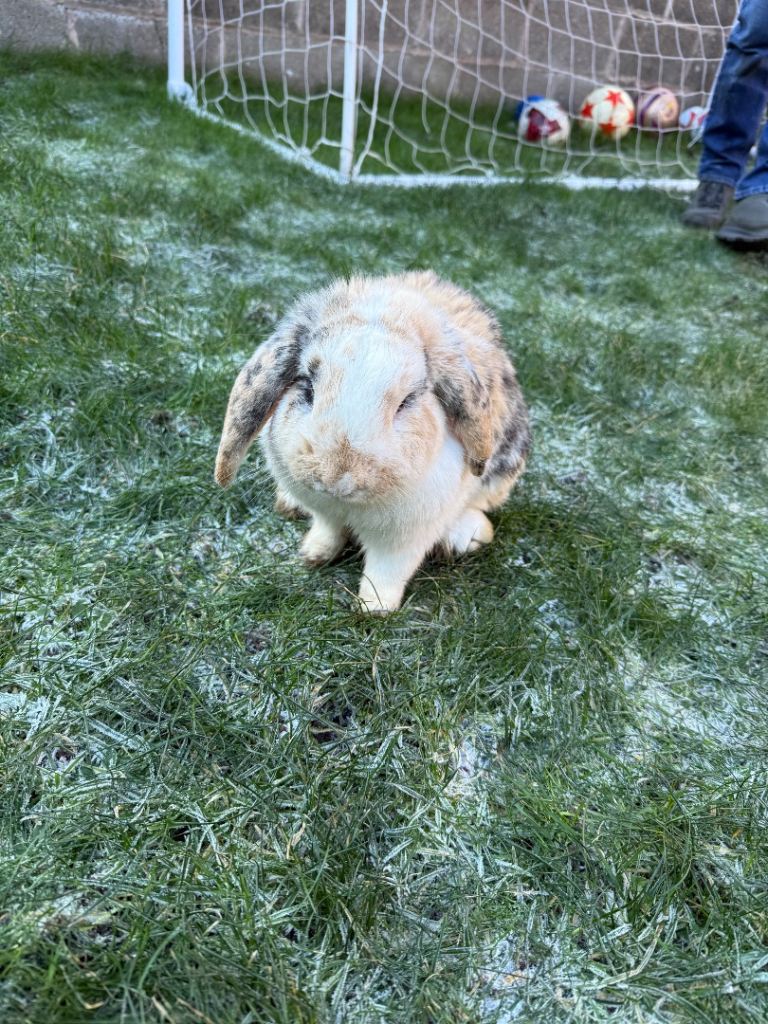 2 Female rabbits and all equipment included