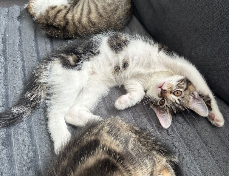 Beautiful 10-Week-Old British Tabby & White kitten – Ready Now! 🐾