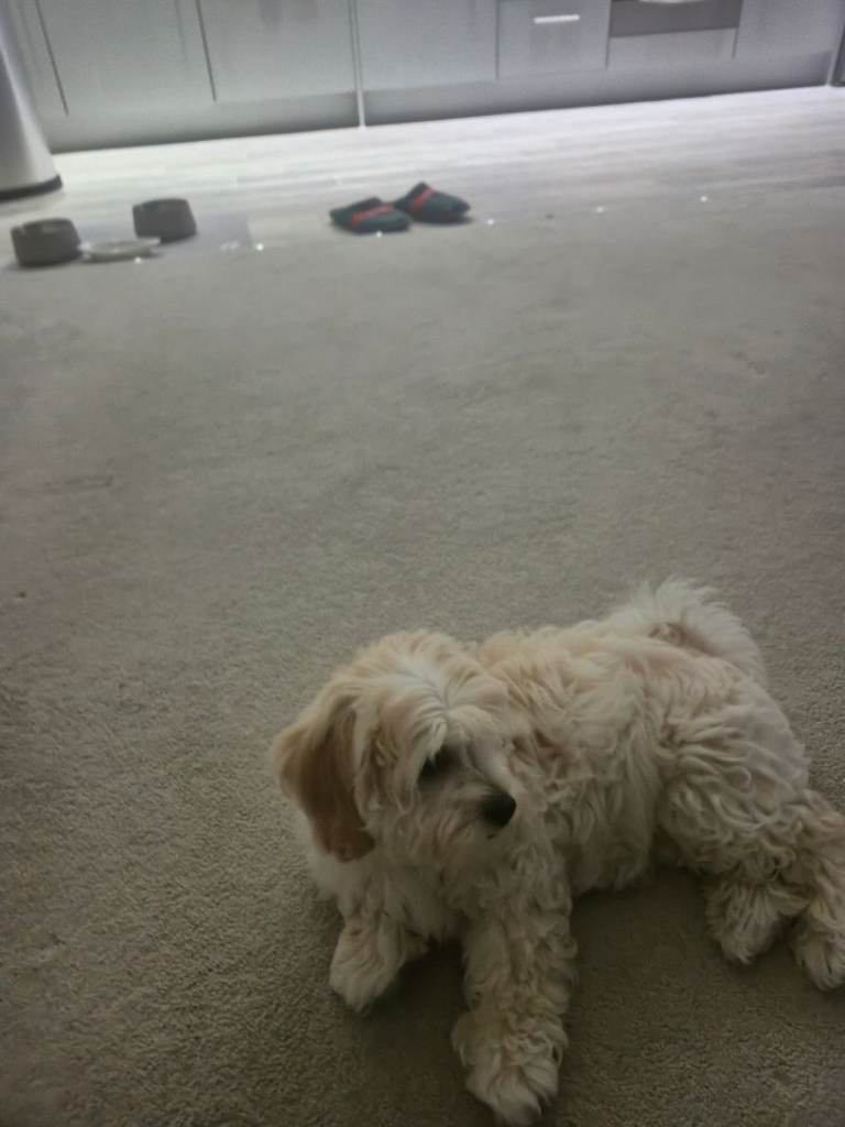 Maltipoo 3 mouth old 