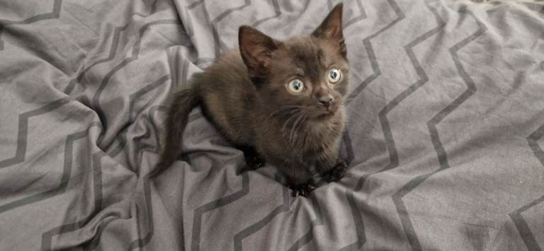 Black Female kittens