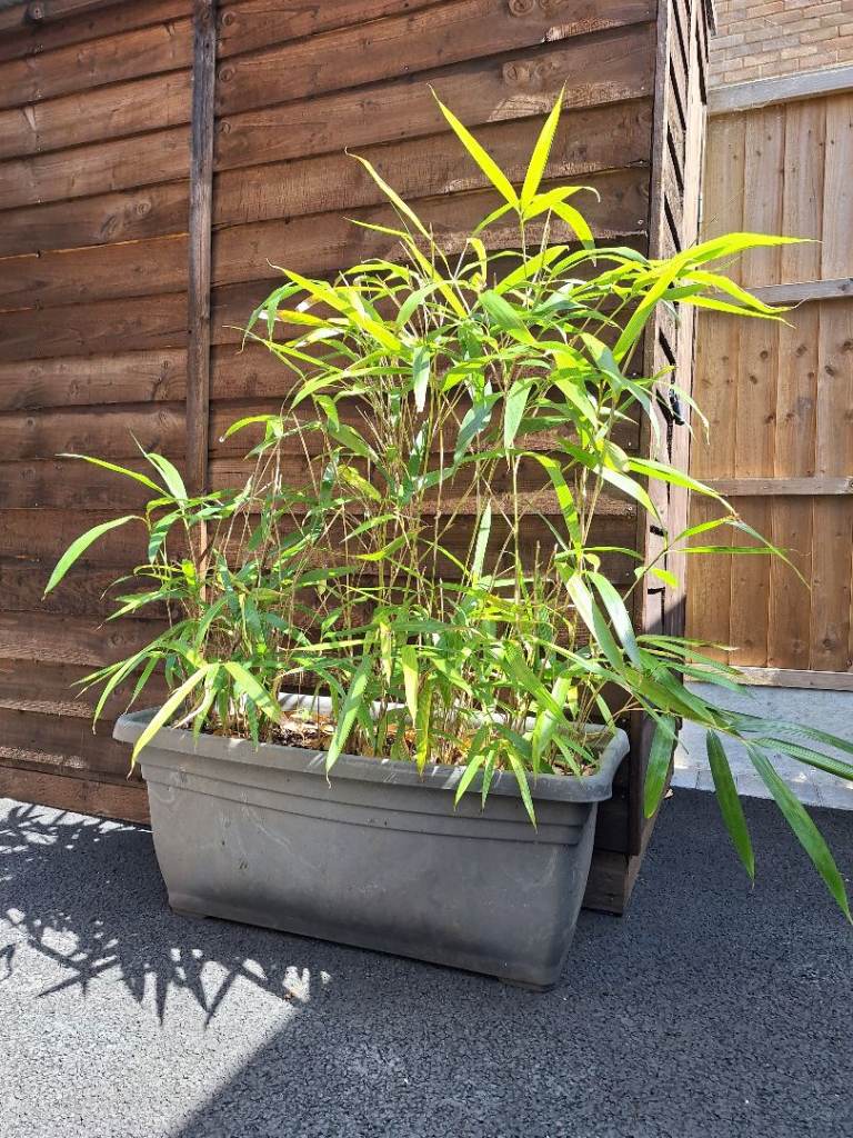 Large Potted Bamboo Plant