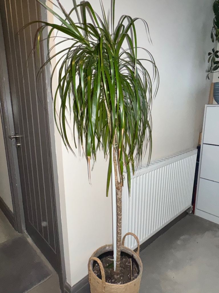 image for Dracaena plant need of new home