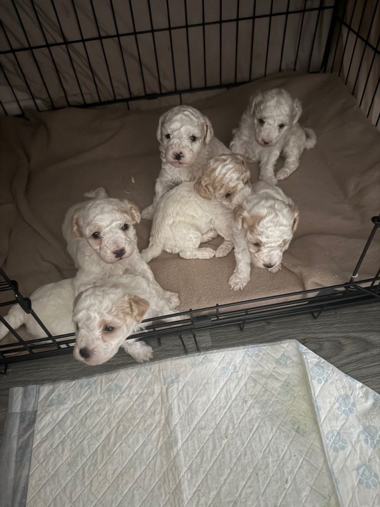 Poochon puppies 