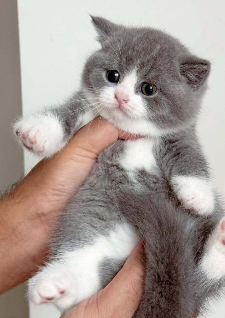 Cute British Shorthair Kittens 