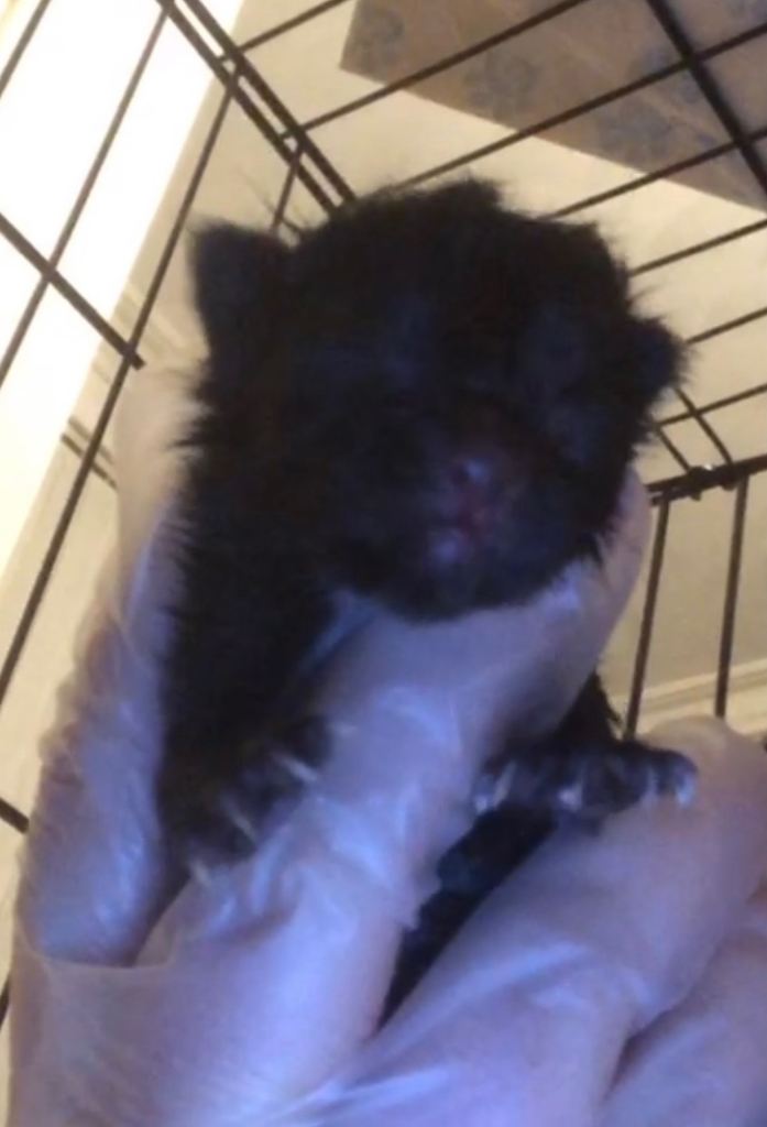 Black kitten available  and black and white 