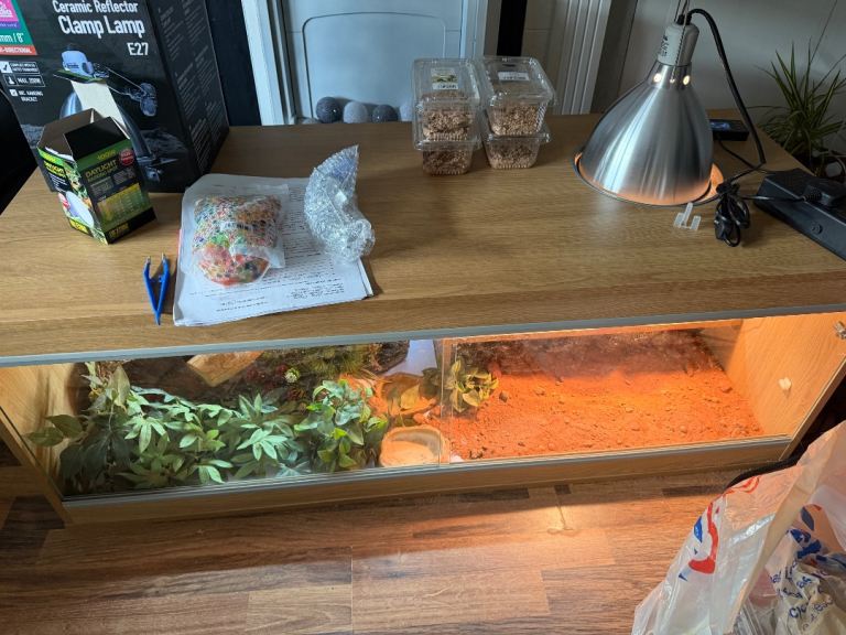 Lizard Tank 