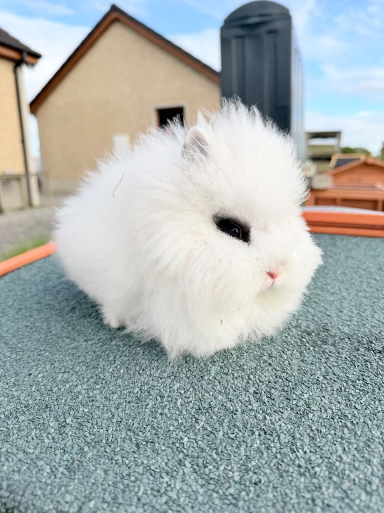 Lionhead rabbits - double maned