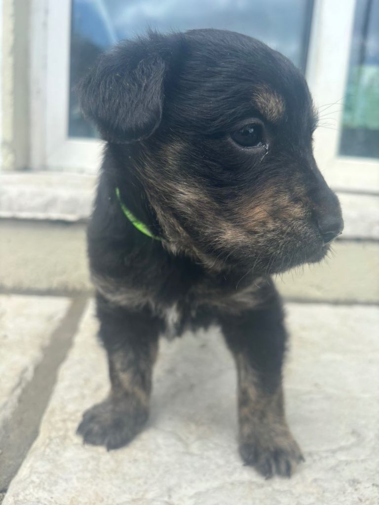 Labrador X  * 1 Left* 