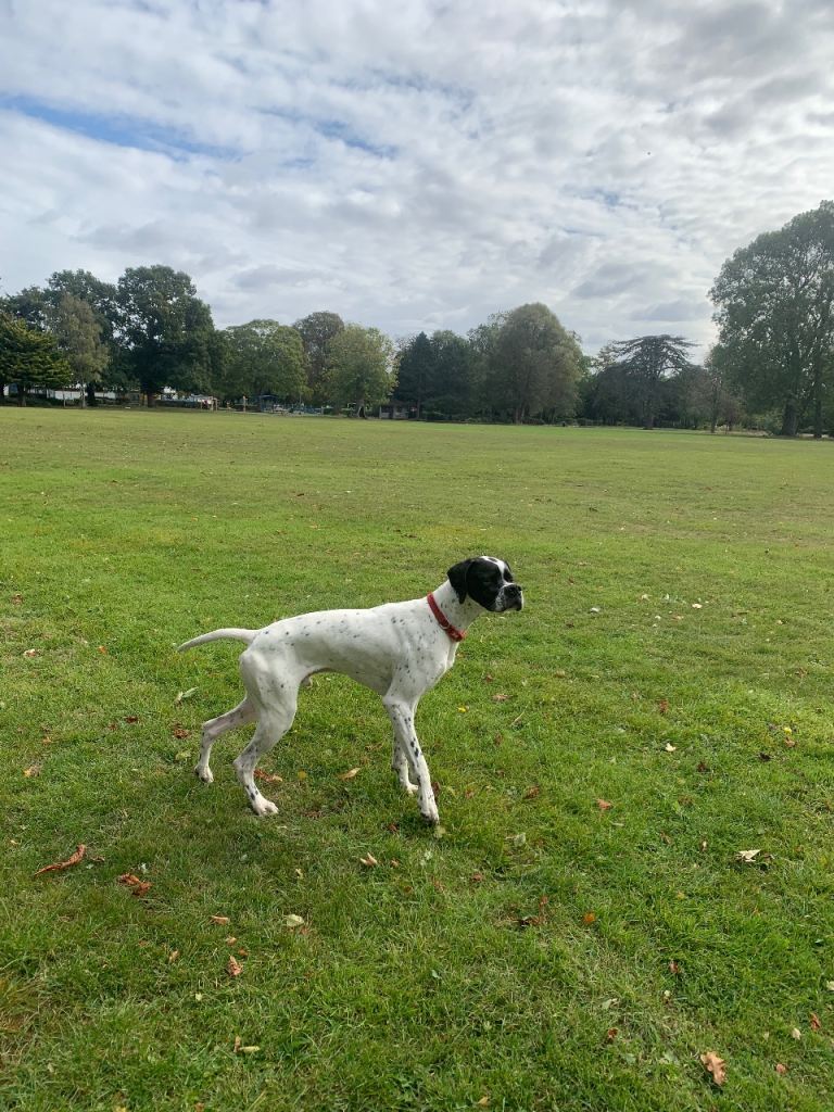 Rehoming my English Pointer 