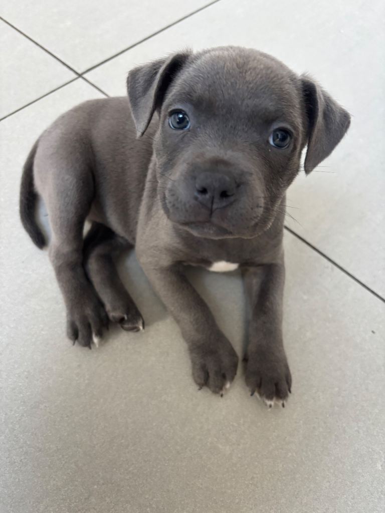 3 Left * Avail 15th July * Pure Blue Staffordshire Bull Terrier Puppies 