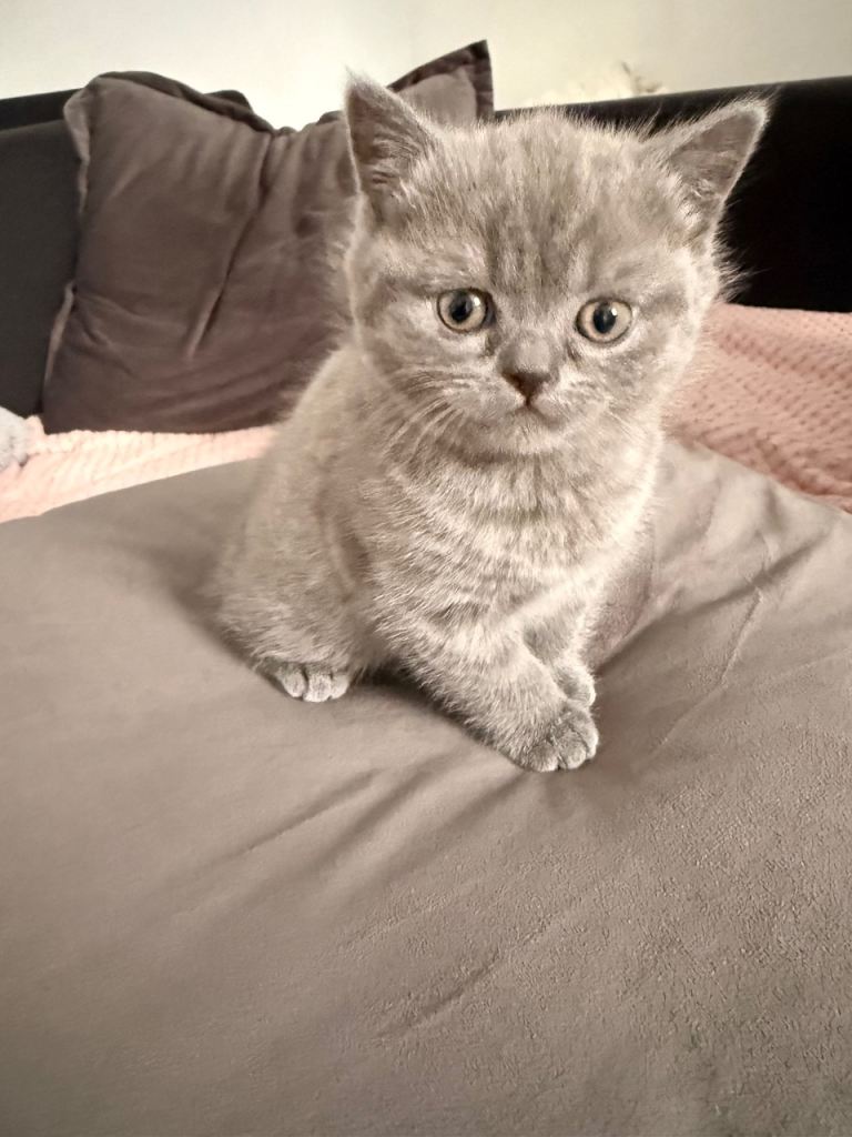 British shorthair kitten female