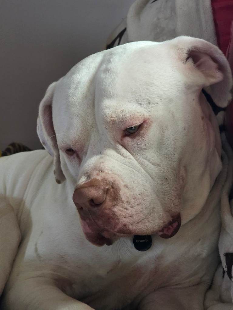 Staffy cross 