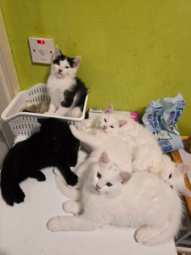 Lovely kittens ready to go