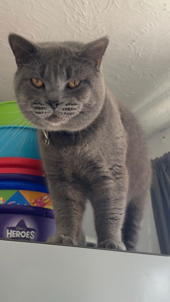 British shorthair boy 
