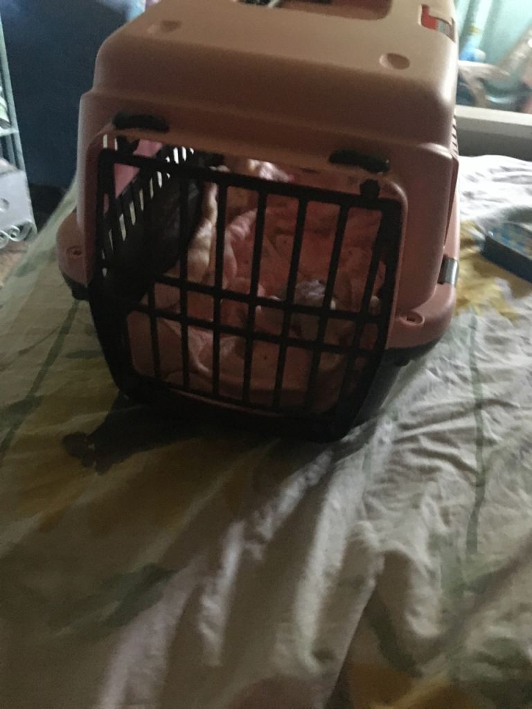 Cat carrier