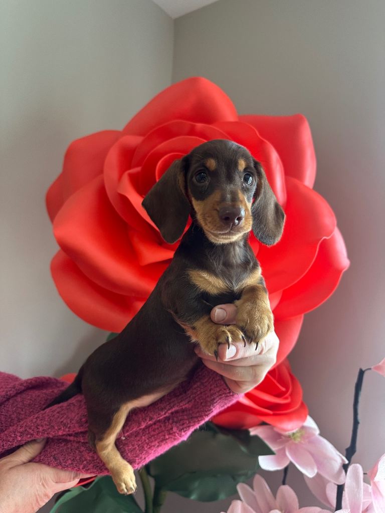 IKC miniature dachshund 