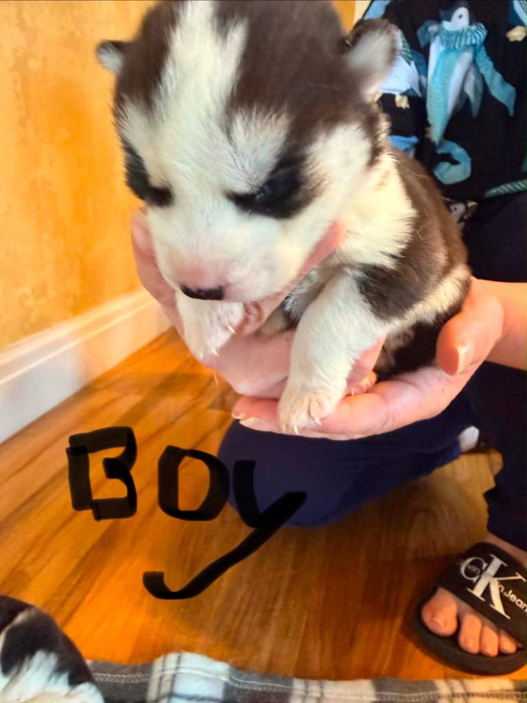 Siberian puppies 
