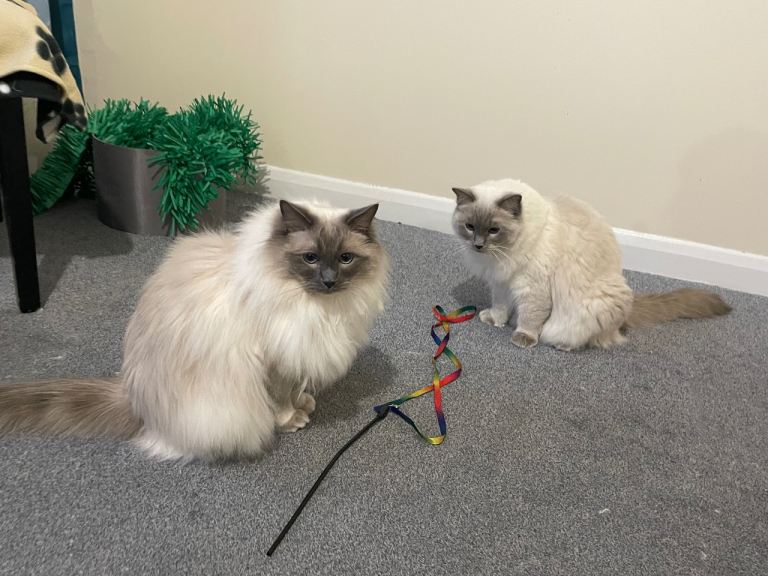BABY AND ANGLE PUREBRED SILVER TIP RAGDOLLS 