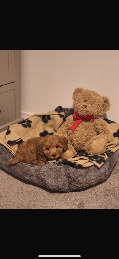 Toy Cavapoo