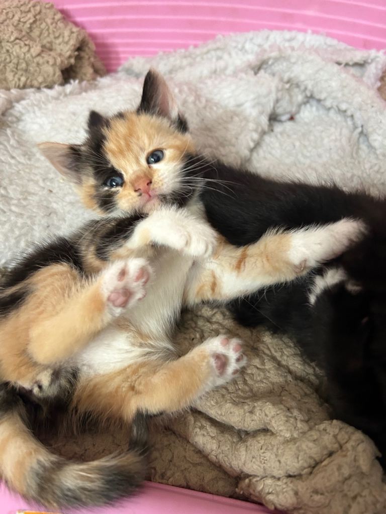 8 kittens 