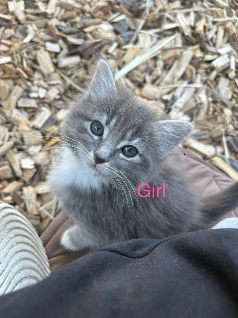 Adorable kittens for sale 
