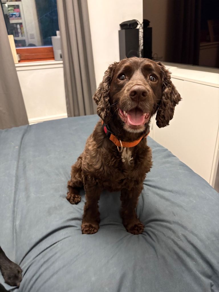 Cocker Spaniel Dog for rehoming