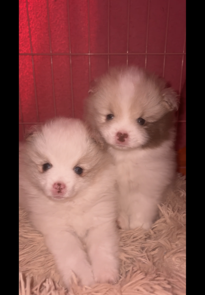 Two beautiful Sable chocolate Pomeranians boys 