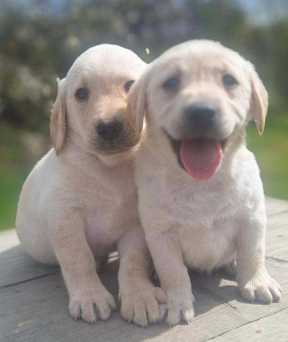 Golden labrador puppys for sale 