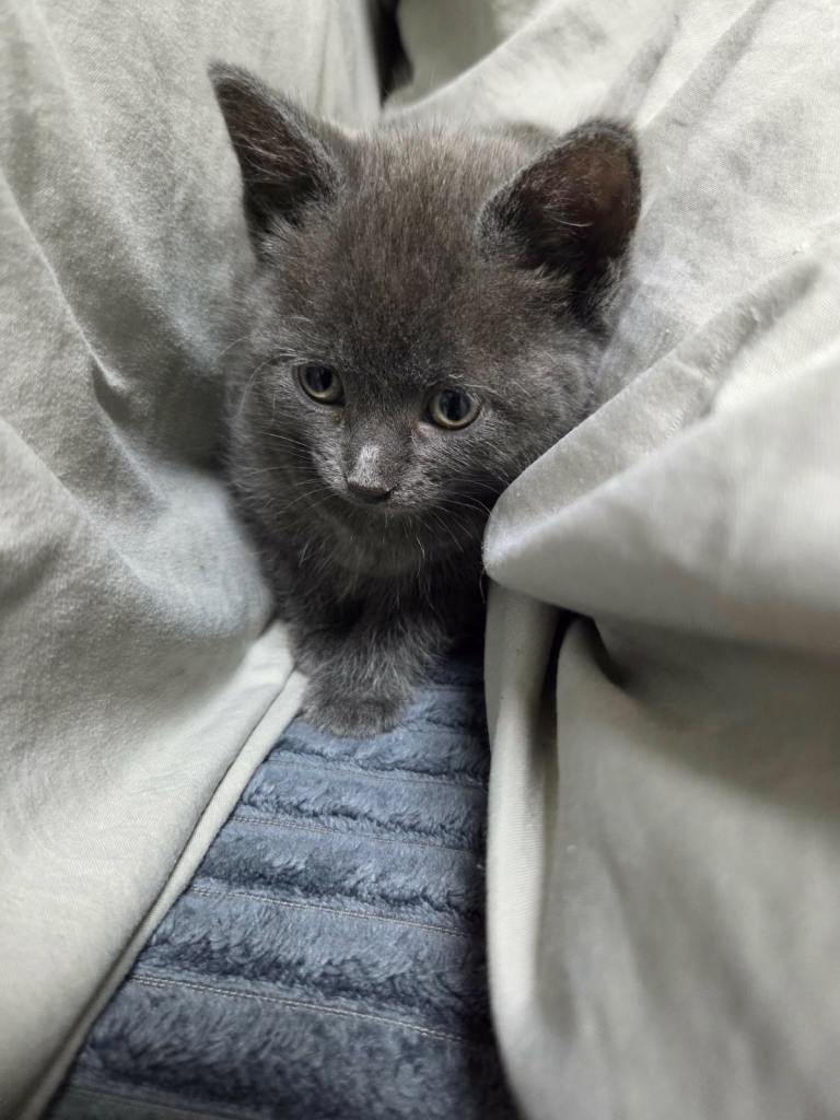 Adorable kittens looking for a forever home