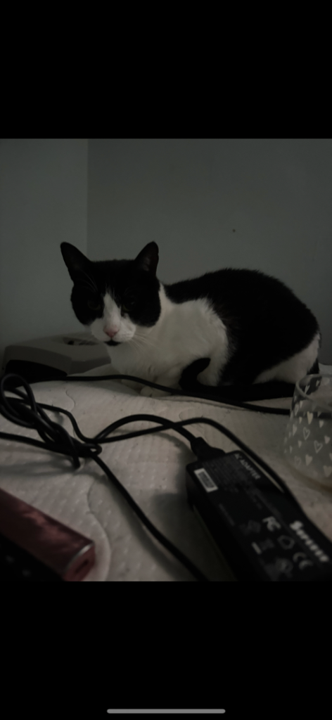 Mickey looking for loving home