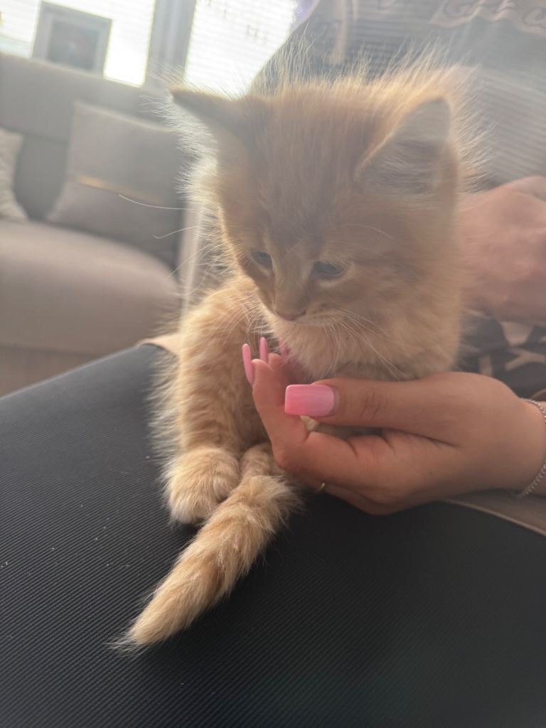 4 BEAUTIFUL KITTENS FOR SALE NEED GONE ASAP