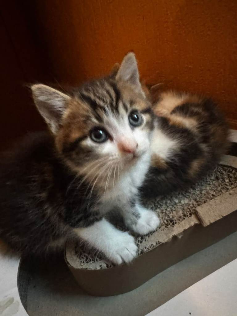 Kittens for Sale