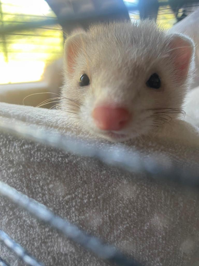 2 female ferrets plus set up