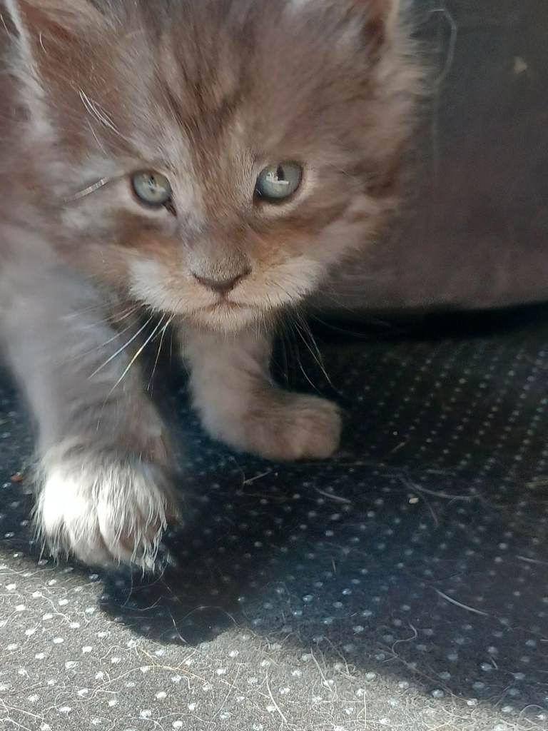 Maine coon kittens