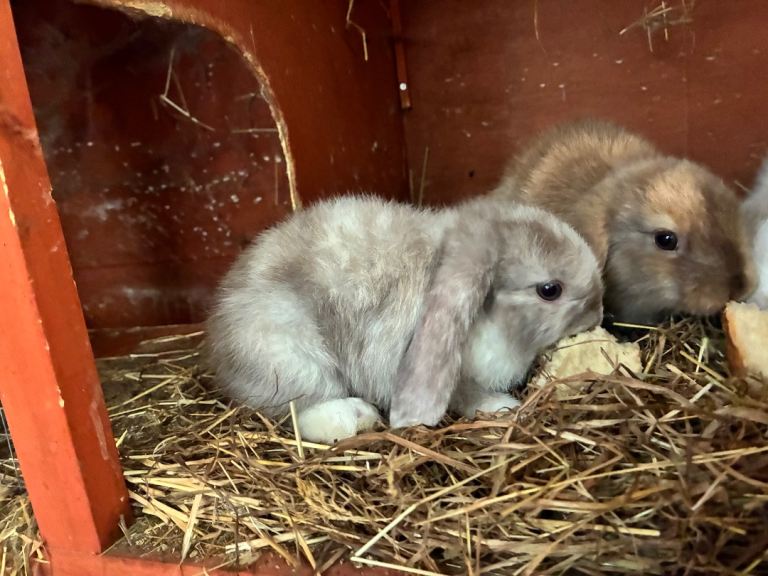 2 mini lop baby boys