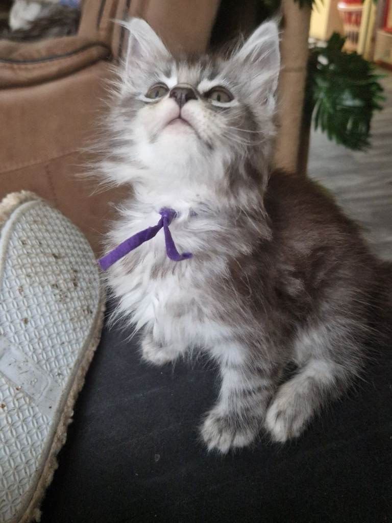 Stunning mainecoon kittens available 