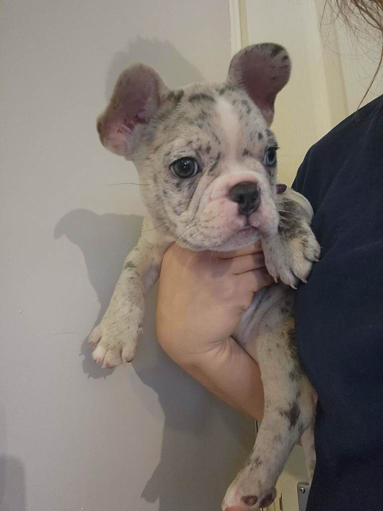 Merle Blue french bulldog puppy 