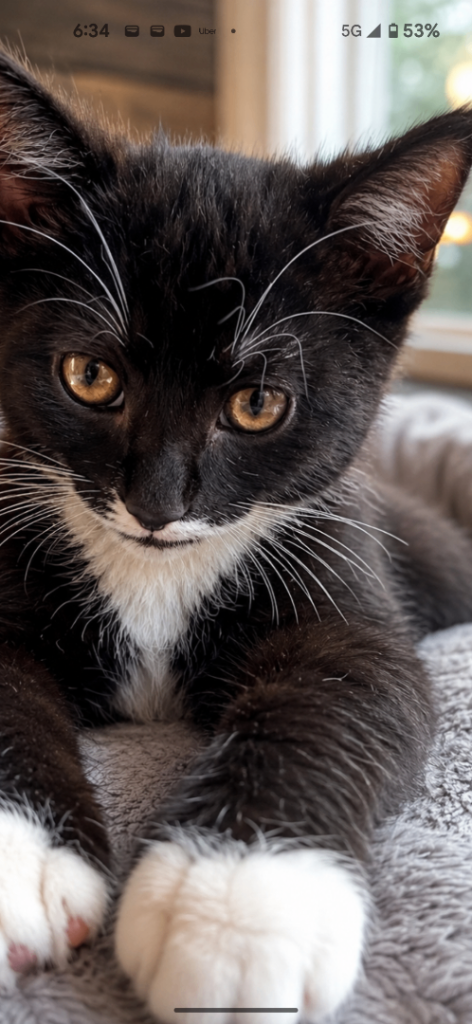 Kitten tuxedo Tom. 