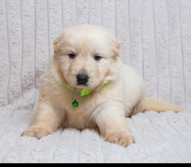 EXCEPTIONAL WHITE GERMAN SHEPHERD PUPPIES FOR SALE