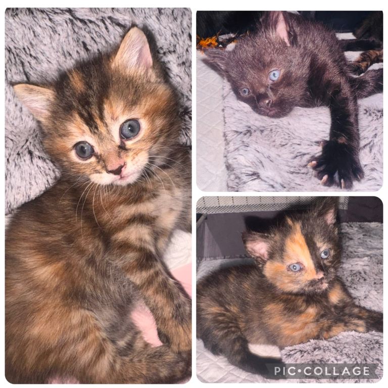 Three beautiful kittens 