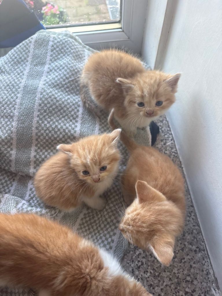 6 Kittens for sale 