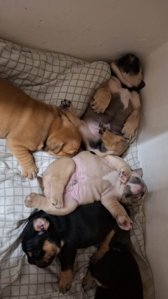 English bulldog puppies 