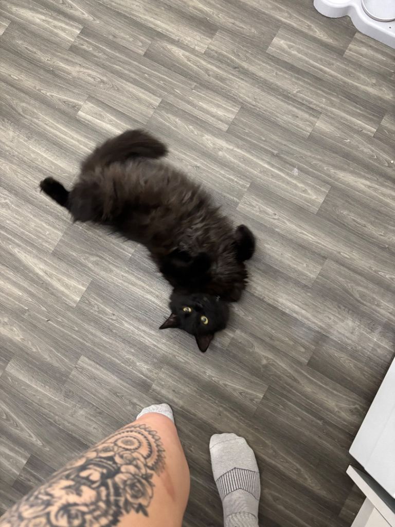 Long haired black fluffy male cat