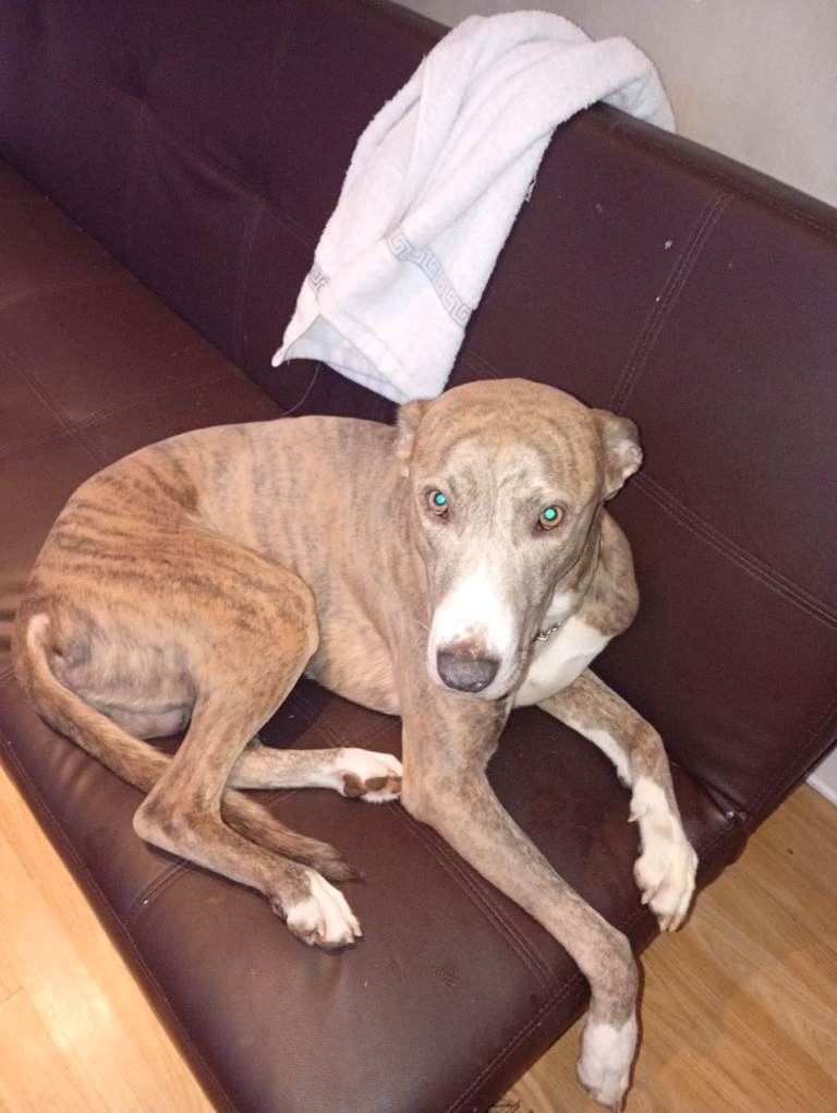 Greyhound x staffordshire bullterrior