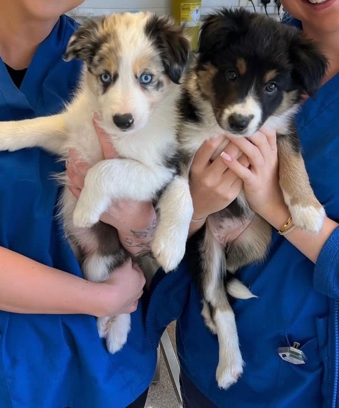 Collie puppies