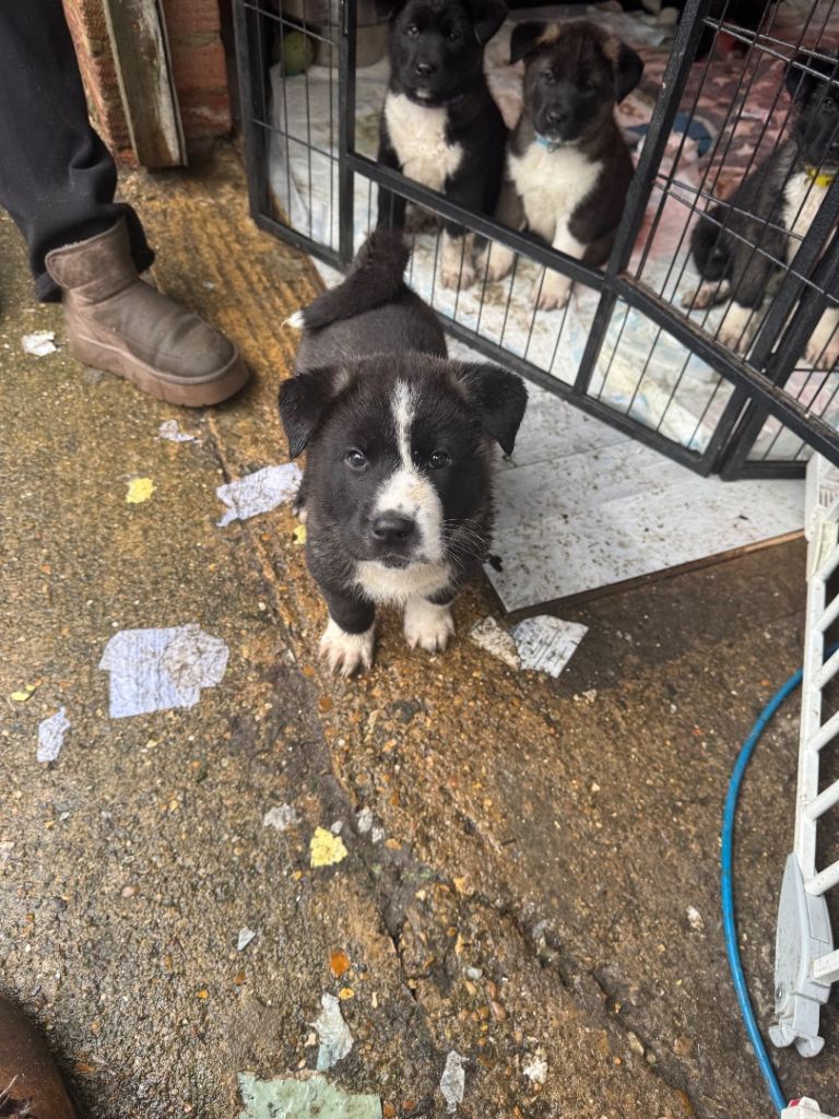 Black Mask American Akita Puppies