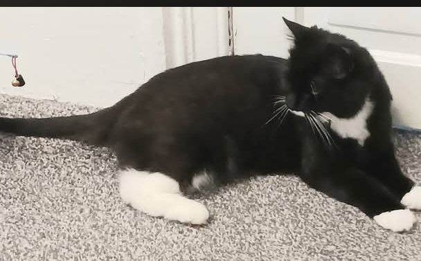 female cat
